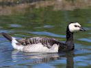 Barnacle Goose (WWT Slimbridge July 2012) - pic by Nigel Key